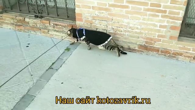 Что делать, чтобы кот не мешал спать по ночам смотреть онлайн