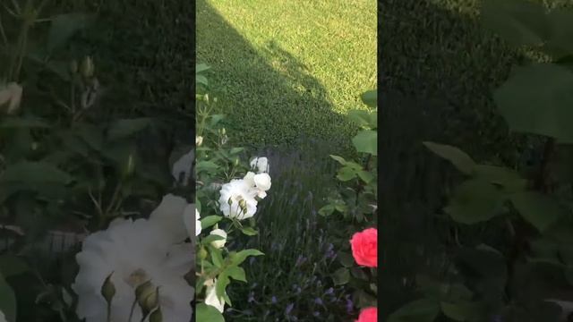 Вечерний полив сада смотреть онлайн