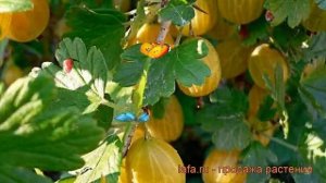 Крыжовник обыкновенная Яровой (ribes grossularia) ? обзор: как сажать, саженцы крыжовника Яровой