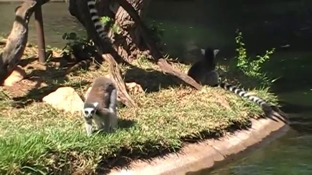 Hawaii ZOO. Поющие обезьяны-пауки...USA.Spokane.1ч. смотреть онлайн