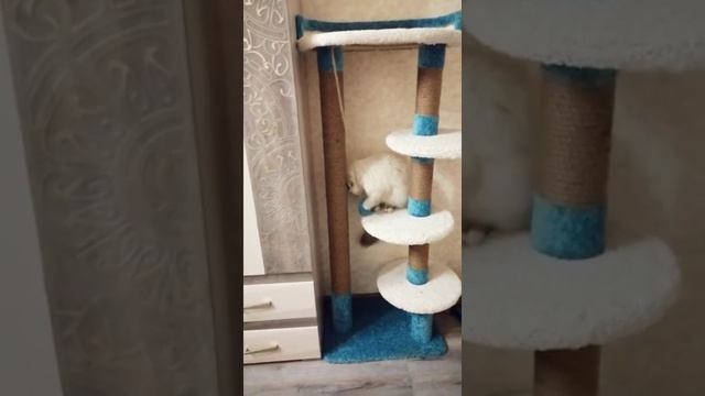 Котомастер комплекс для кошек Грация смотреть онлайн