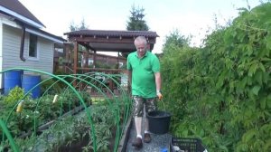 10. Секреты богатого урожая помидор! Окучивание. Траншея. Подкормка.