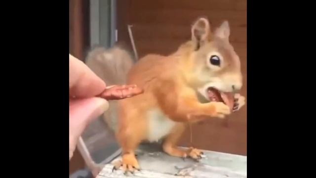 Хитрая белка смотреть онлайн