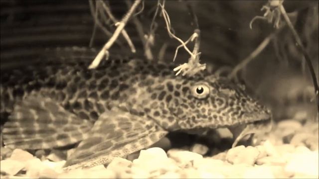 Рыбы в аквариуме Nikon D3100(Fish) смотреть онлайн