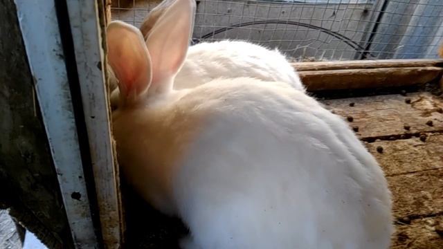 контрольная с л у ч к а...