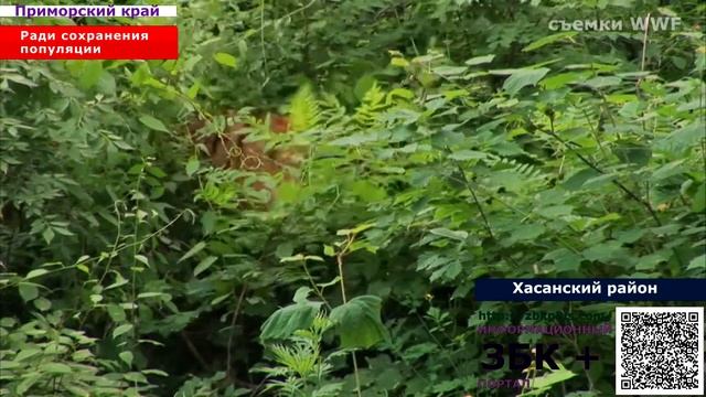 6 + Популяция диких кошек в России растет, благодаря ученым Сейчас они обживают Амурскую область. смотреть онлайн