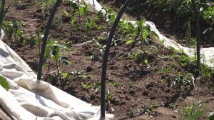 Что происходит? Про сад и огород на даче