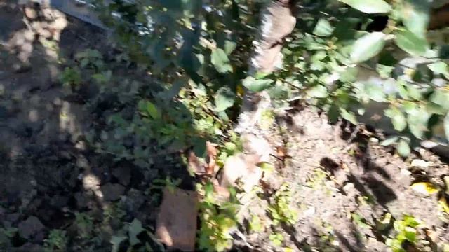 Ежевика Небеса могут подождать смотреть онлайн