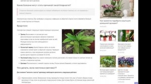 Бледные листья у спатифиллума: почему светлеет зелень цветка «женское счастье» и что делать?