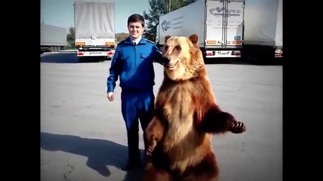 Медведь неприличный жест!!!! смотреть онлайн