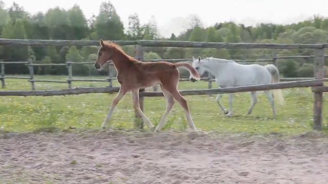 Arabian colt Арабский жеребёнок смотреть онлайн