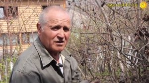 На что можно привить грушу? Идеальный подвой