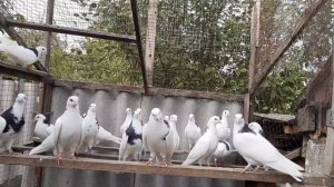 Высоколётные голуби.Пермские гривуны.Хоуминг моих голубей равен  НУЛЮ....Что не так?Как быть?