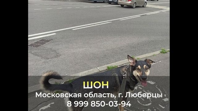 Пропала собака ! ШОН , Московская область , г. Люберцы смотреть онлайн