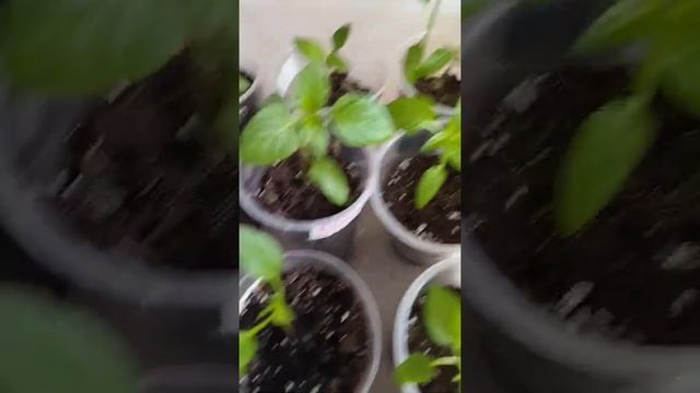 Ожидание оправдал!!! Перец"Владыка" смотреть онлайн