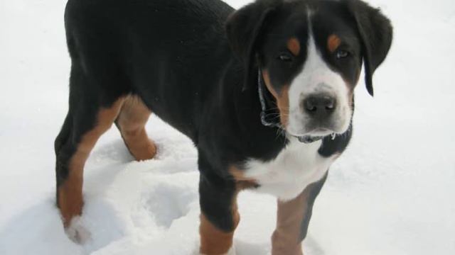 Все породы собак.Большой Швейцарский Зенненхунд(Greater Swiss Mountain Dog) смотреть онлайн