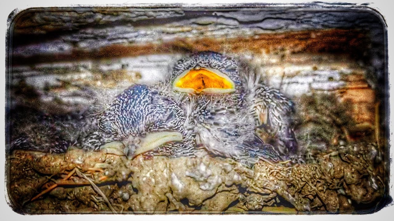 Как вы думаете, эти птенчики несут в дома благополучие? ? смотреть онлайн