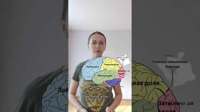 Как работает вестибулярный аппарат? смотреть онлайн