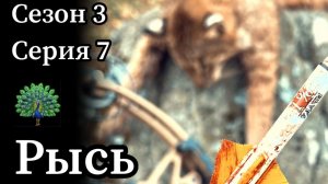 Охота с луком: добыл рысь! Бонус: охота на фазанов с лабрадором