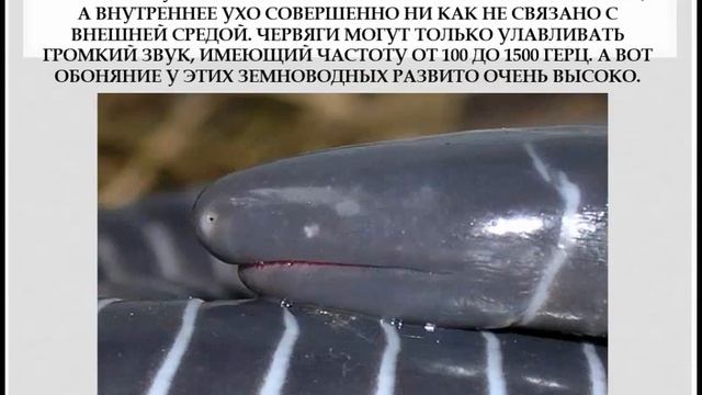 Червяги. Презентация для детей. смотреть онлайн