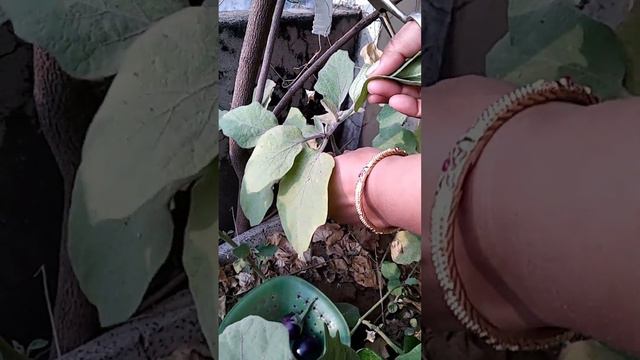 terrace gardening|chat par baagwani| kaise ugae sardiyo ki sabjian |🍆🥦🥬 смотреть онлайн