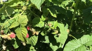 Малина «Новость Кузьмина» ? Обзор раннего сорта малины