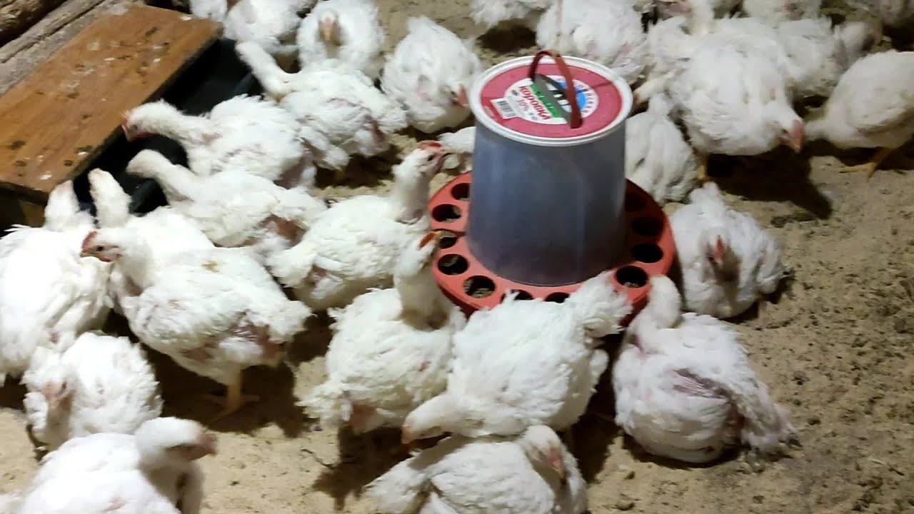 Жара в деревне Бройлеры задыхаются Десантирую птицу на пол смотреть онлайн