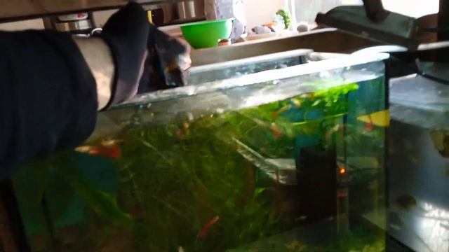 Кормим рыбок по праздничному. С праздником всех дам? смотреть онлайн