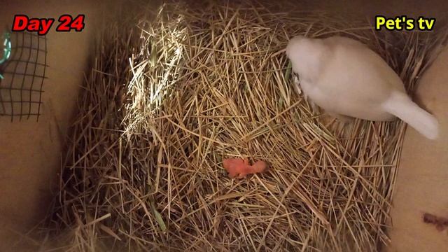 Java breeding progress | second and third egg hatched | day 24 | Pets tv смотреть онлайн