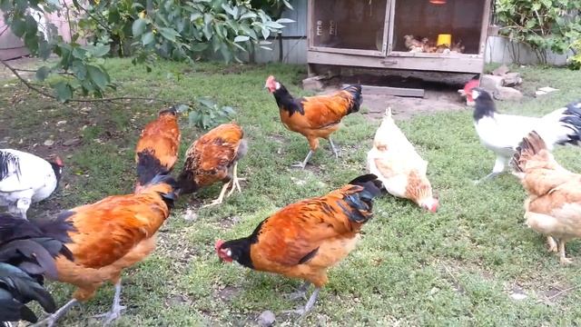 Июль 2022 года. Лакенфельдер, форверк смотреть онлайн