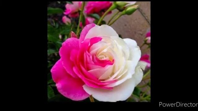 Beautiful Rose Flower wallpaper /Background/ Fresh rose /all colours rose flower #wallpaper смотреть онлайн