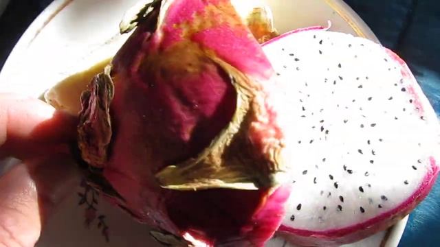 В такую жару только кактусы садить! Вкусный съедобный кактус смотреть онлайн