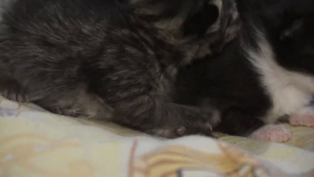 котята зовут кошку кошка таскает котят смотреть онлайн