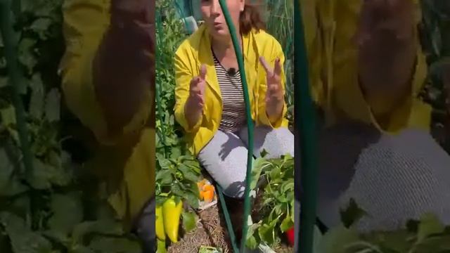 Очень маленькое растение перца увешано сладкими плодами! смотреть онлайн