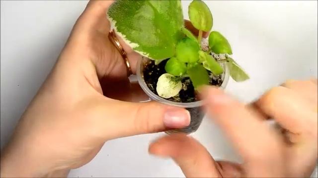 Детки и листики фиалок. смотреть онлайн
