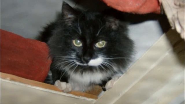 Кошка с пулей под сердцем! выкинули из дома смотреть онлайн