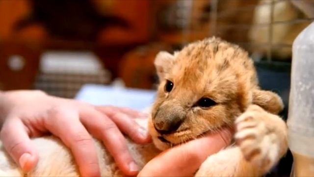 Грозный лев подошёл к львёнку и набросился на него. Но дальше случилось НЕВЕРОЯТНОЕ❗ смотреть онлайн