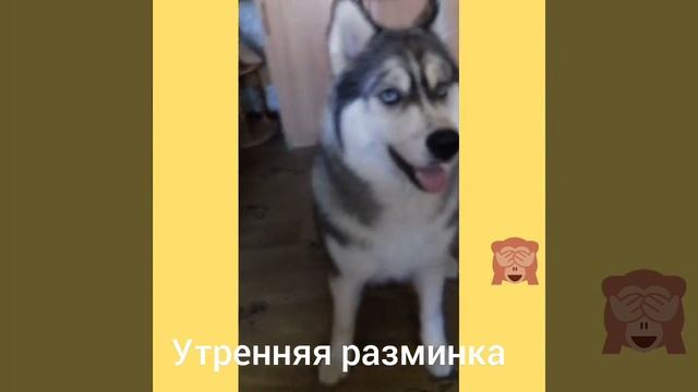 Дрессировка хаски дома смотреть онлайн