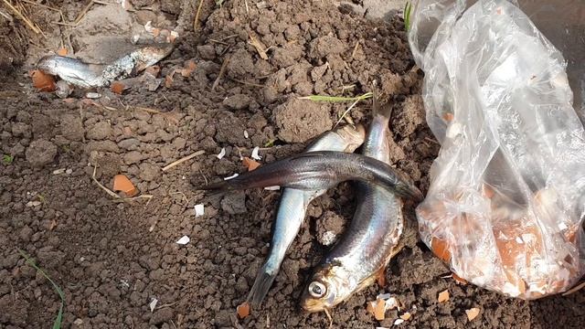 Чем заправить лунки при посадке томатов? 4 простых ингредиента, которые дадут богатый урожай! смотреть онлайн