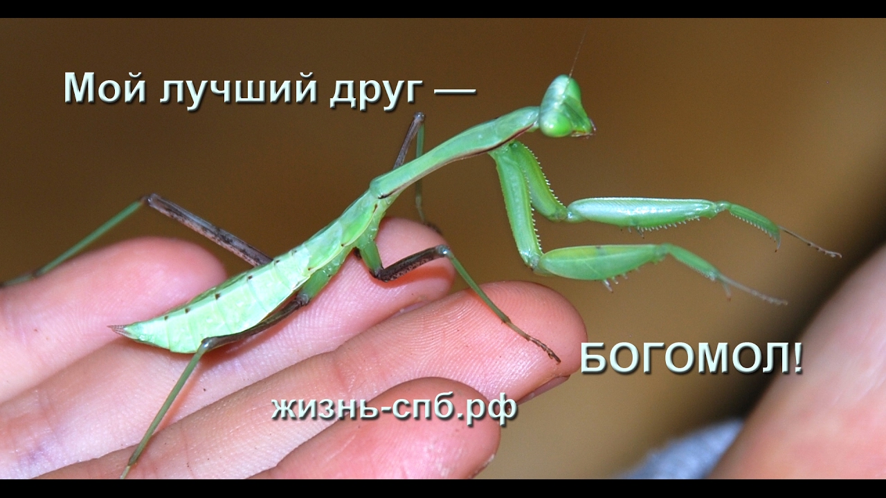 Мой лучший друг - богомол смотреть онлайн