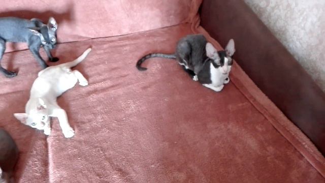 Зайка и другие корниши и тонкинезы питомника Корнелита смотреть онлайн