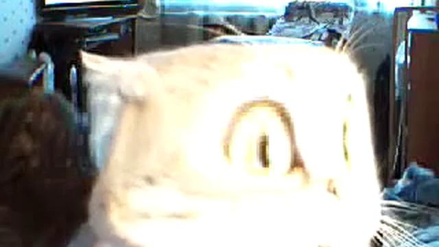 Глючный кот смотреть онлайн