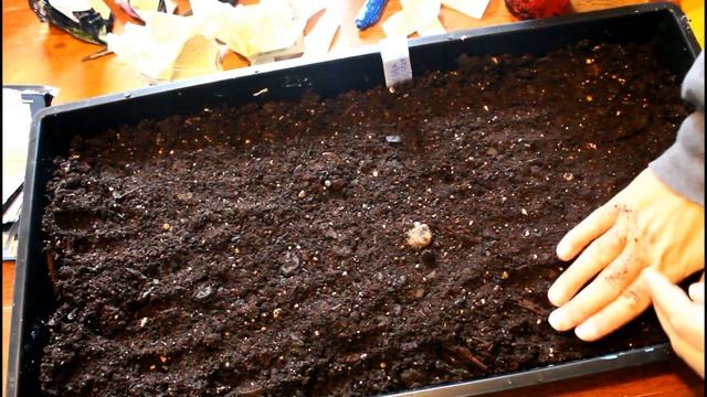 Sowing Agrostemma Seeds Growing Flowers From Seed Hardy Annual Flowers Gardening For Beginners