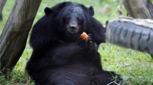 Гималайский медведь - интересные факты о медведе который спит в дупле!