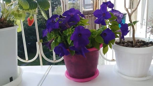 Мой цветущий балкон. смотреть онлайн