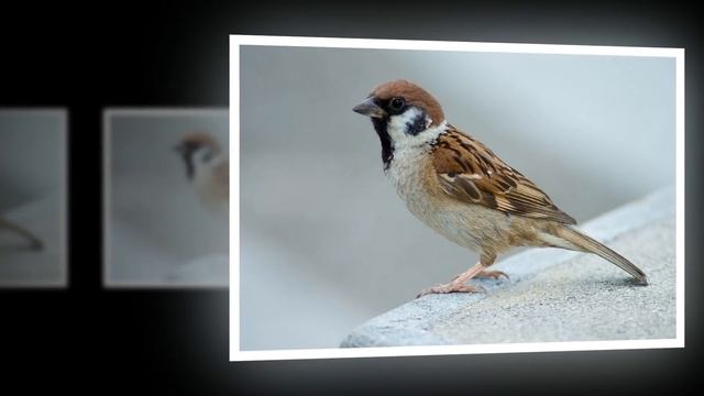 Зимующие птицы. Детям про птиц зимой. смотреть онлайн