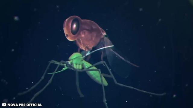 Most Dangerous Bugs and Animals You Should NEVER Touch смотреть онлайн