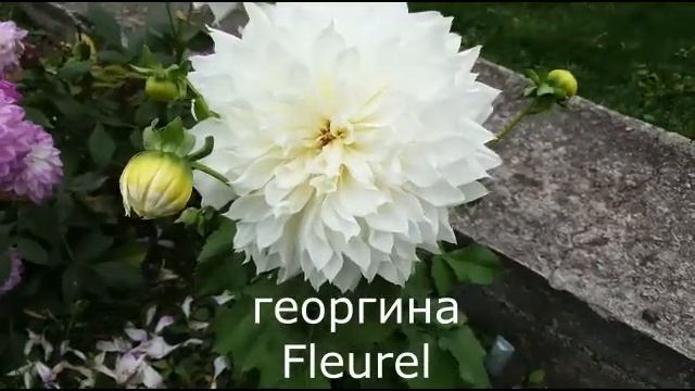 Георгины : Какие сорта выбрать? Георгина Флеурел - ШОК! смотреть онлайн