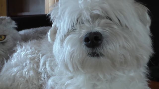 ПРОКЛЯТЫЙ ПОДАРОК ДЛЯ ЩЕНКА БИЛЛИ БОЯ смотреть онлайн