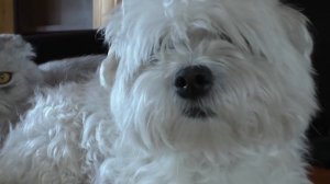 ПРОКЛЯТЫЙ ПОДАРОК ДЛЯ ЩЕНКА БИЛЛИ БОЯ